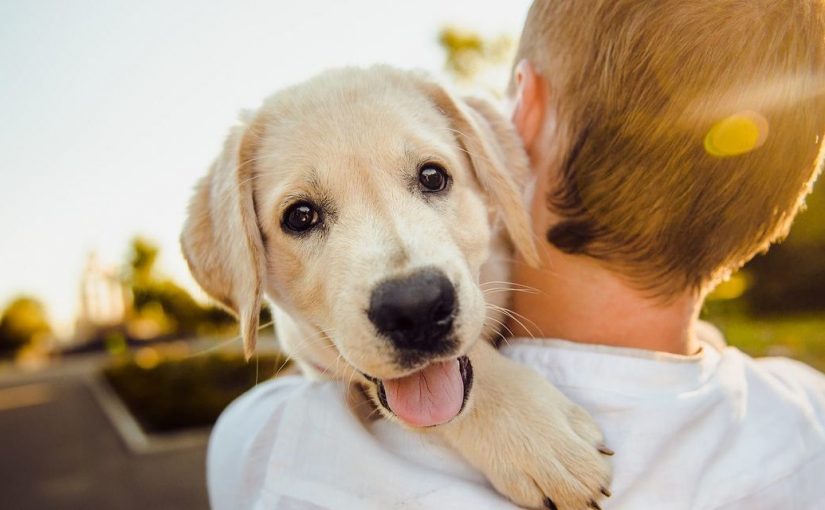 Seguro para mascotas, ellos también cuentan